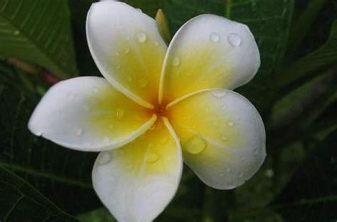 is frangipani poisonous.